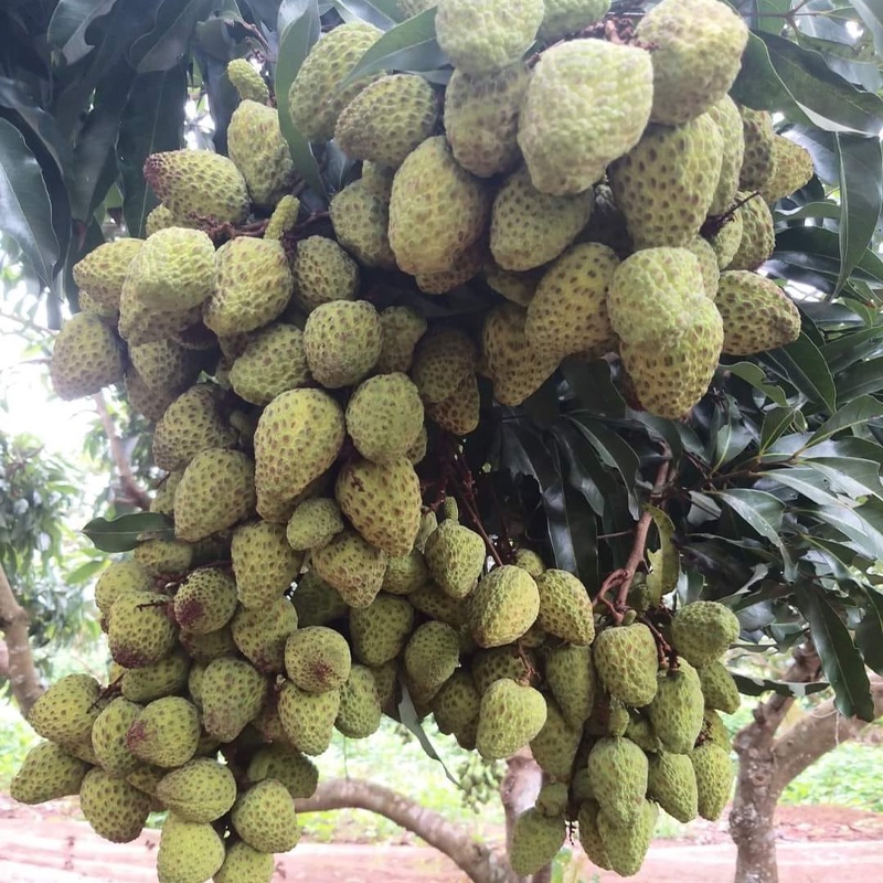 Cây giống vải khổng lồ tứ xuyên )