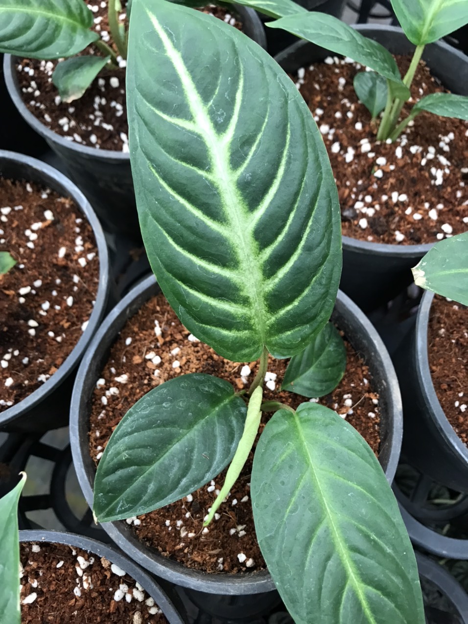 Caladium lindenii