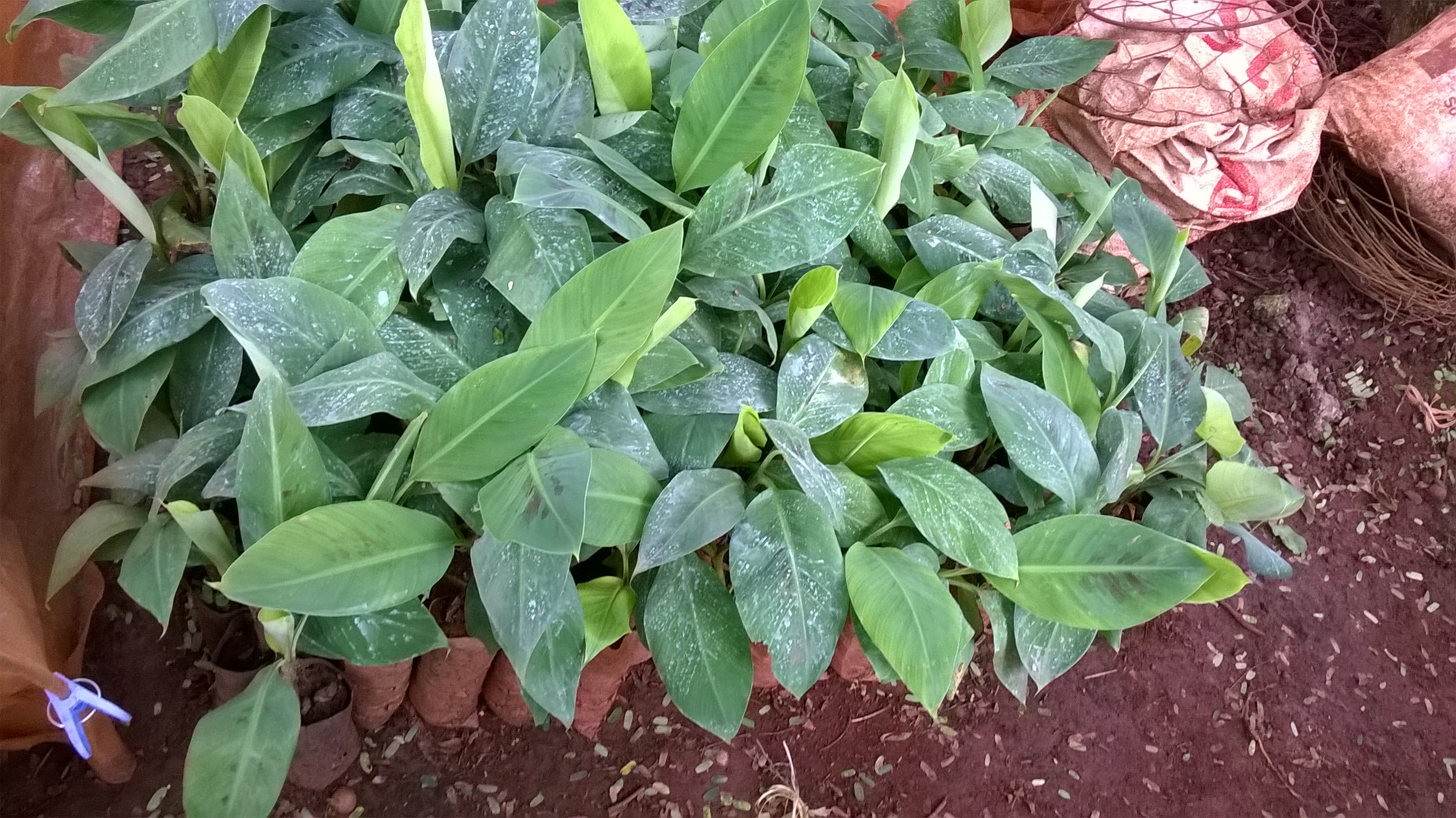 Cây giống Chuối Cau [ Dễ trồng, sinh trưởng tốt ].