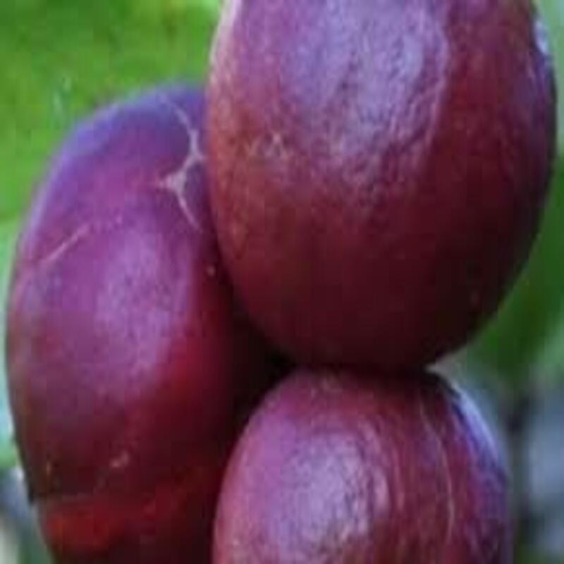 cây giống ổi tím (ổi đỏ malaysia) giống ổi mới nhập khẩu