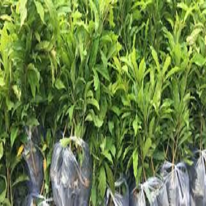 CÂY  LỘC VỪNG GIỐNG