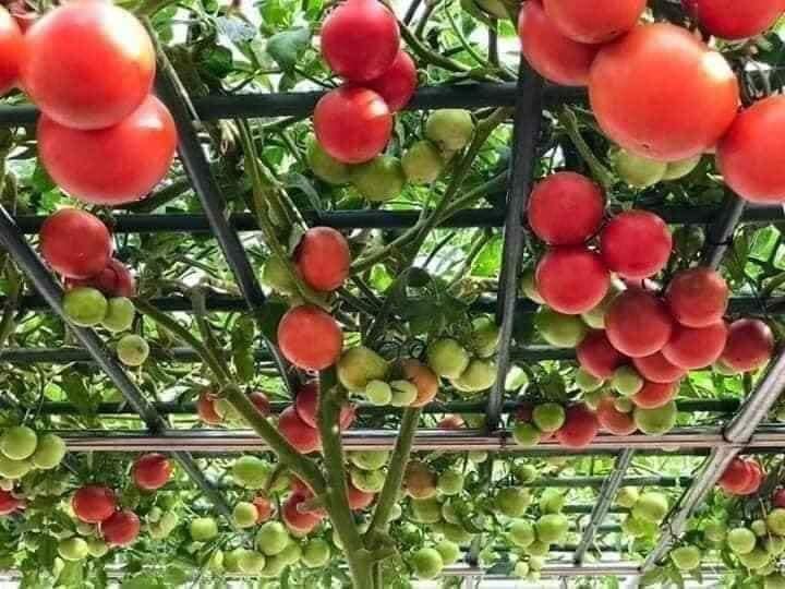 " Gói 10 "Hạt giống cà chua leo giàn ( cà chua bạch tuộc ) [Seeds]