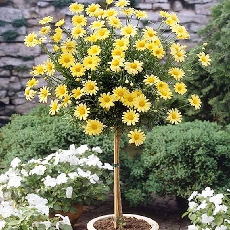 HẠT GIỐNG HOA CÚC THÂN GỖ