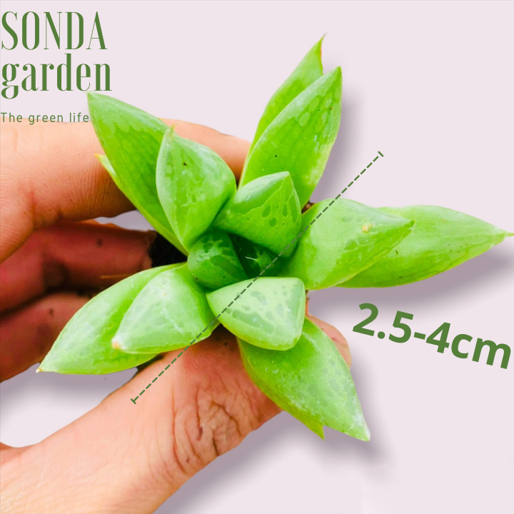 SEN ĐÁ NGỌC LÁ LỚN SIZE MINI KHỎE ĐẸP LỖI 1 ĐỔI 1