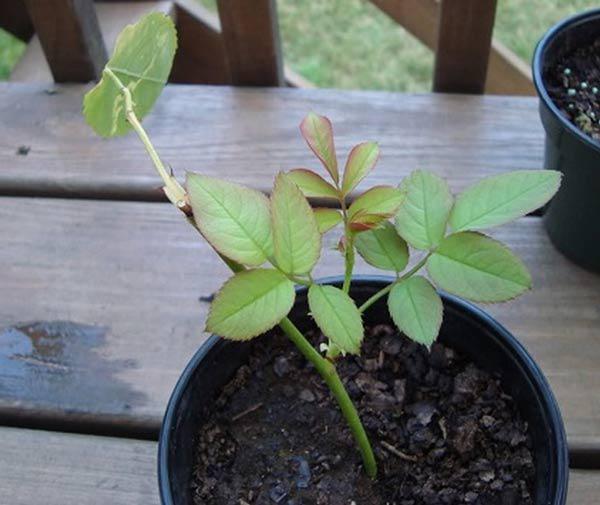 combo 3 bầu ươm cây giống hoa hồng CỔ TRẮNG BẠCH XẾP