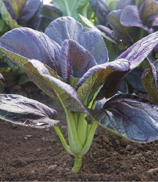 "Gói 300Hạt " Hạt Giống Cải Chít Đỏ Cao Sảo