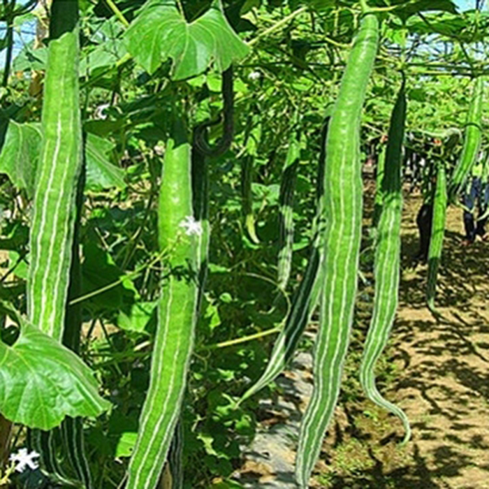 Hạt giống mướp rắn siêu trái 5 hạt