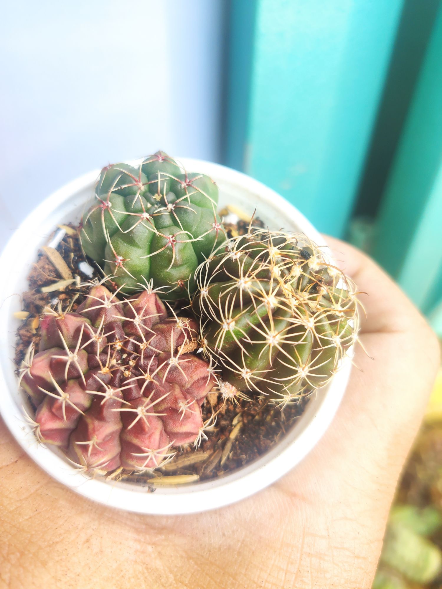 [HCM]xương rồng combo 3 loại khác nhau (cây ngẫu nhiên và không trùng)