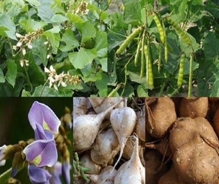 Gói 20 hạt giống củ đậu