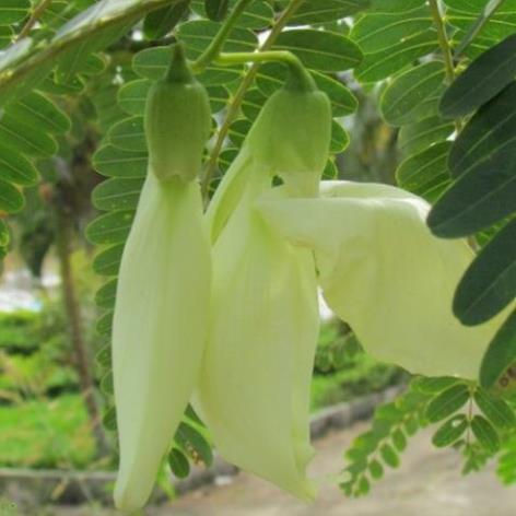 HẠT SO ĐŨA TRẮNG - GÓI 2 GRAM