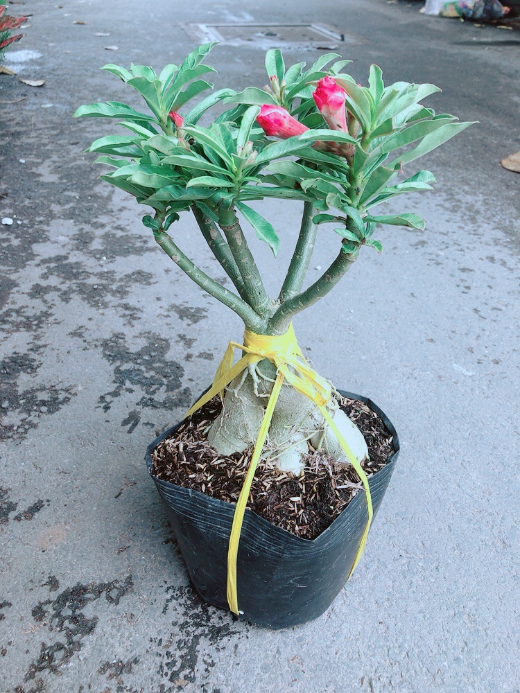 Cây Sứ Thái Kép