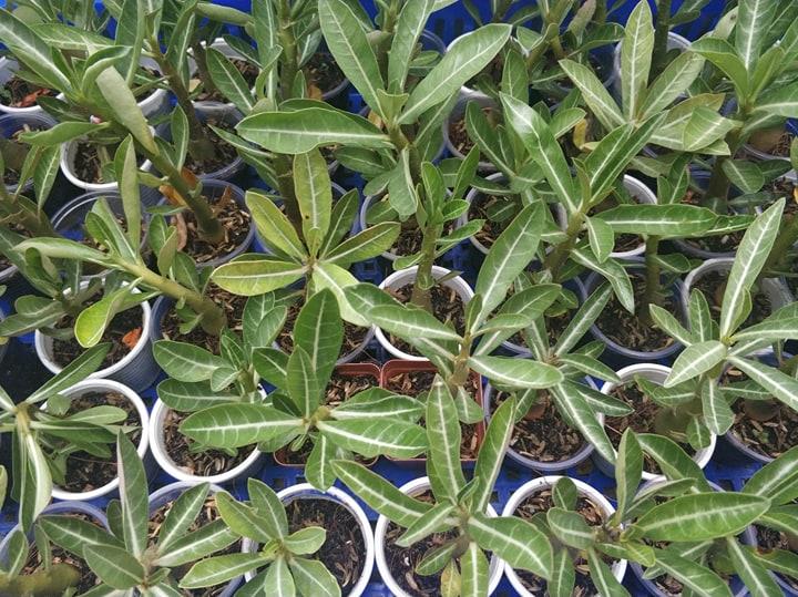 [HCM]Sứ kim tử tháp somalen loại đẻ nhánh (KM:khi mua 3 cây tặng 5 hạt sứ kim tự tháp cùng loại)
