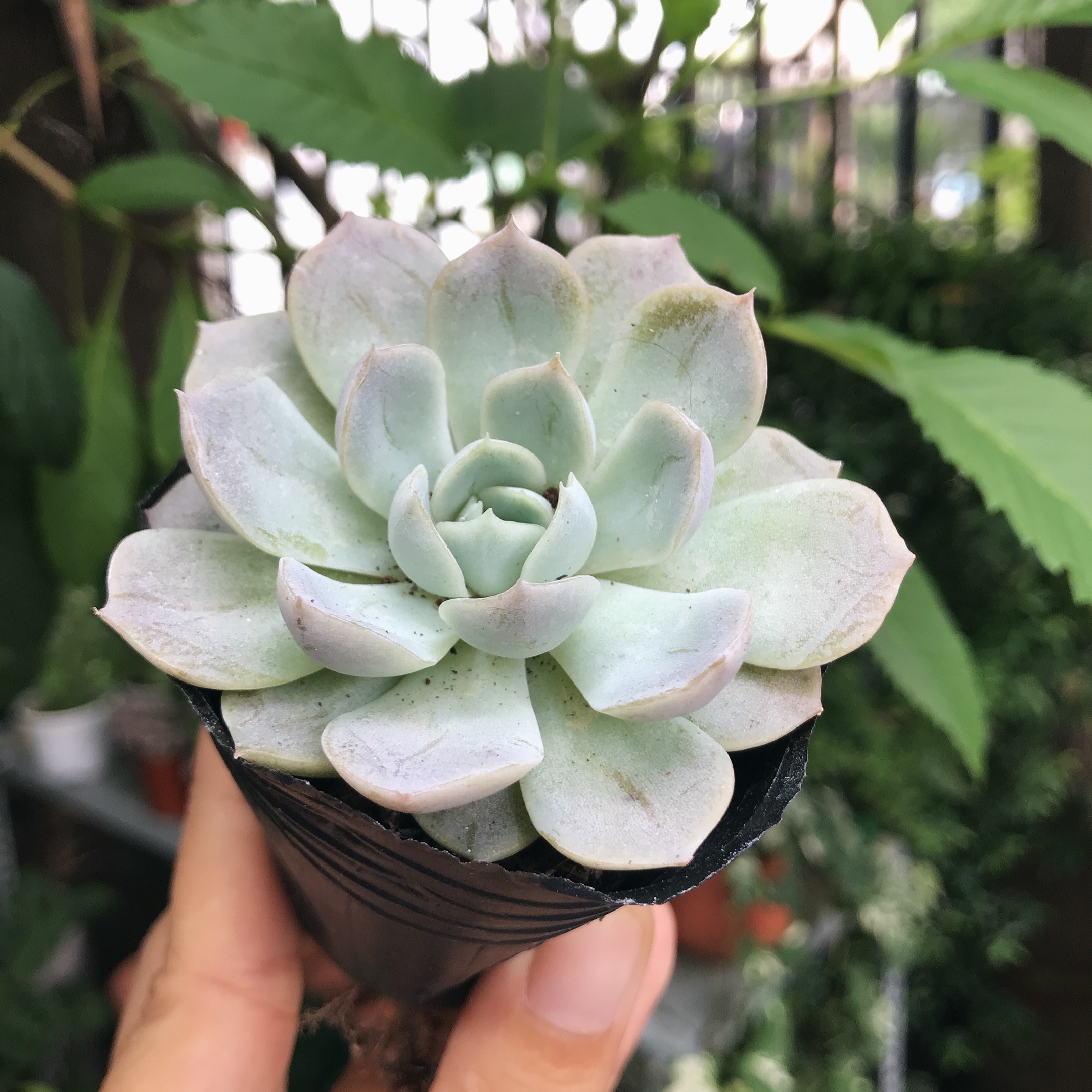 Sen đá Bé Tuyết nhỏ