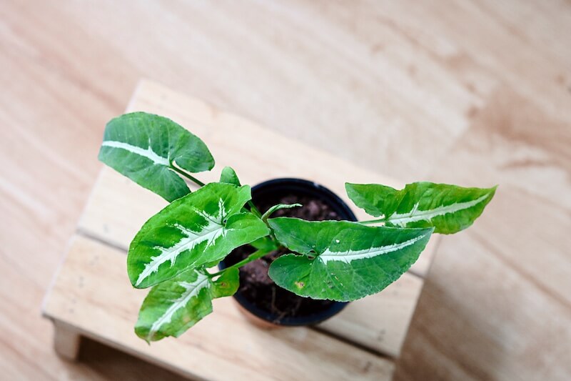 Chậu cây Syngonium wendlandii