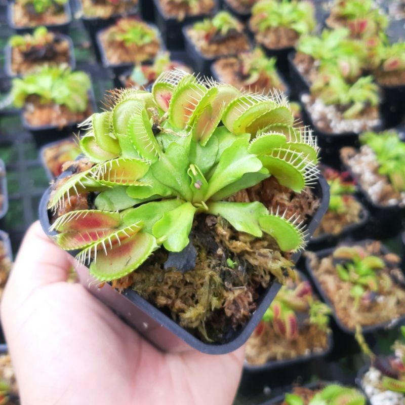 Cây bẫy kẹp cây bắt mồi cây bắt ruồi venus flytrap