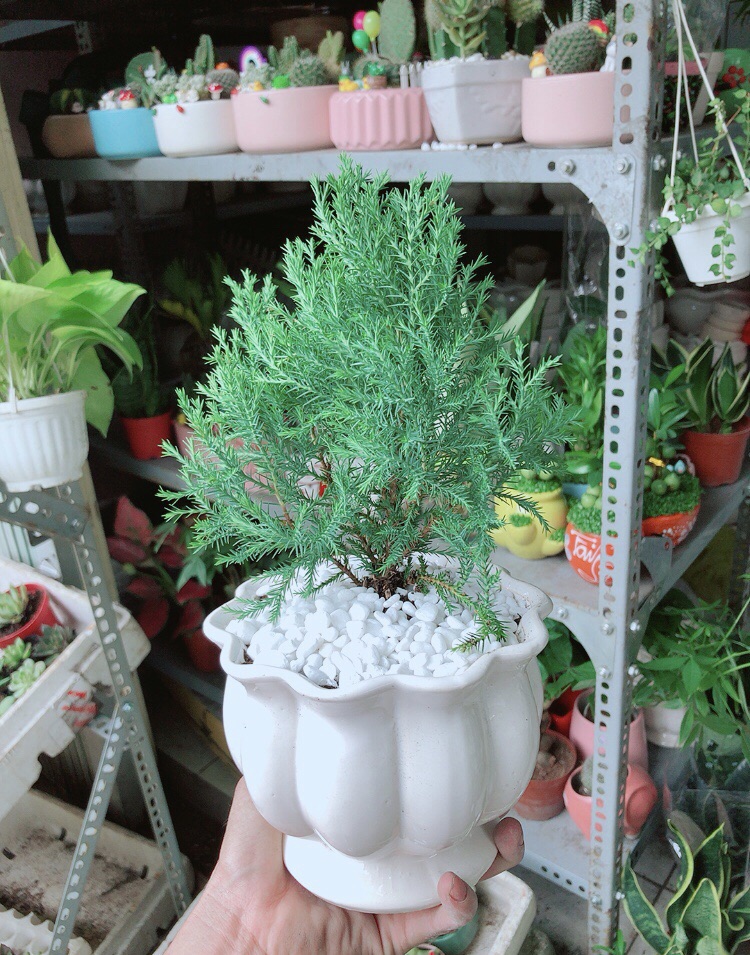 [HCM]Chậu Tùng Bồng Lai