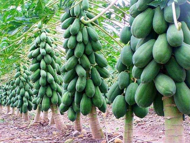 [HCM]Hạt Đu đủ lùn ruột đỏ