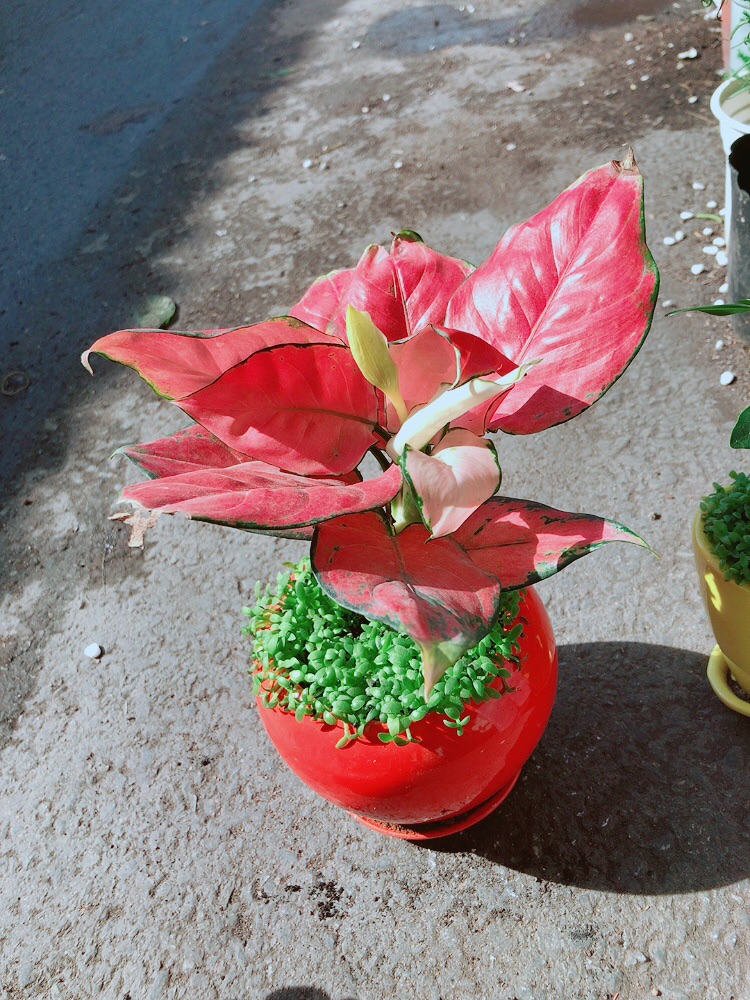 Chậu Vạn Lộc