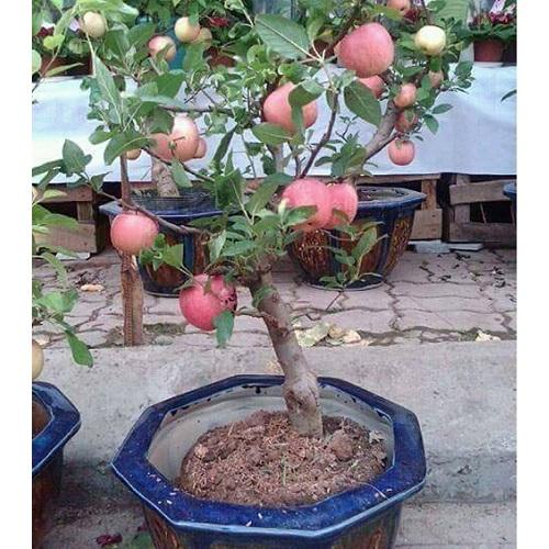 cây táo lùn chất lượng cao, cho quả luôn, giá chỉ 99k