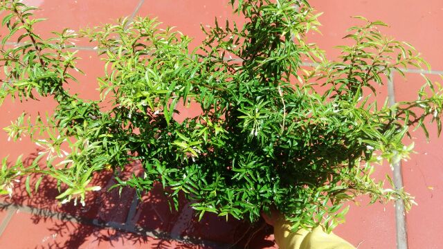 Cây Mai Chiếu Thủy Bon sai mini