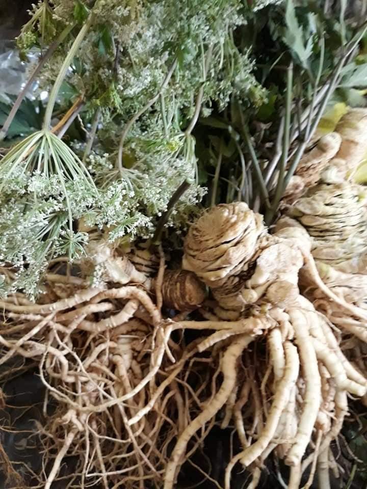 [HCM]Sâm đương quy tươi nguyên củ (1kg 2 củ)