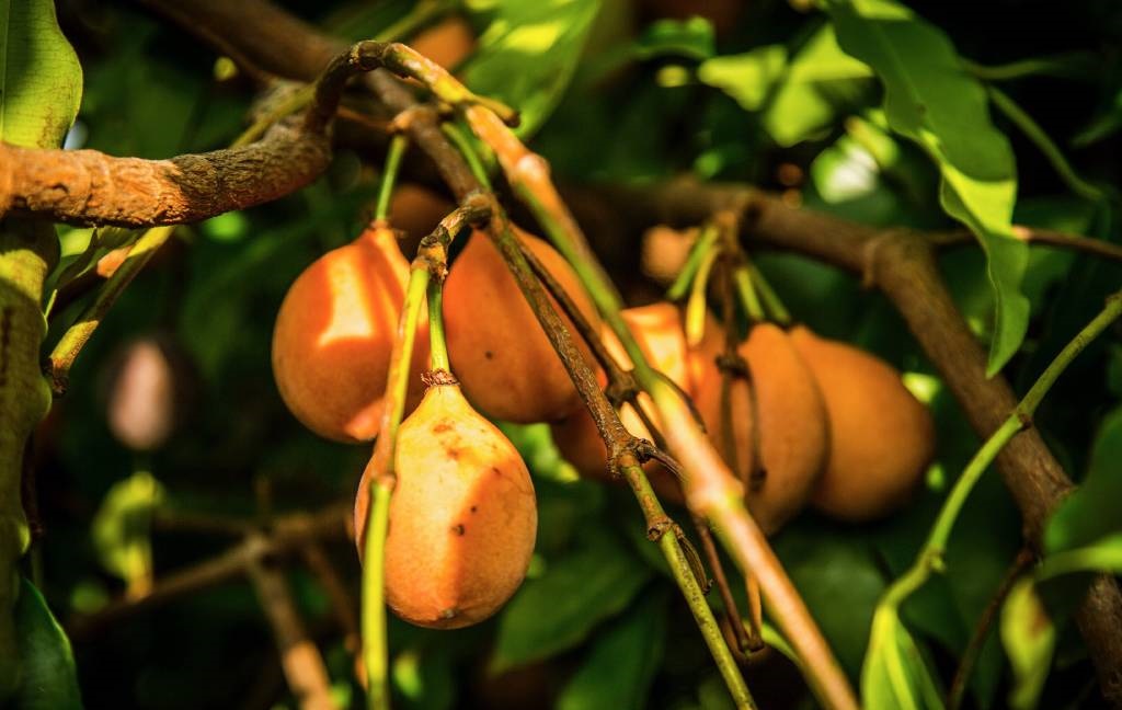 măng cụt vàng - cây giống nhập khẩu