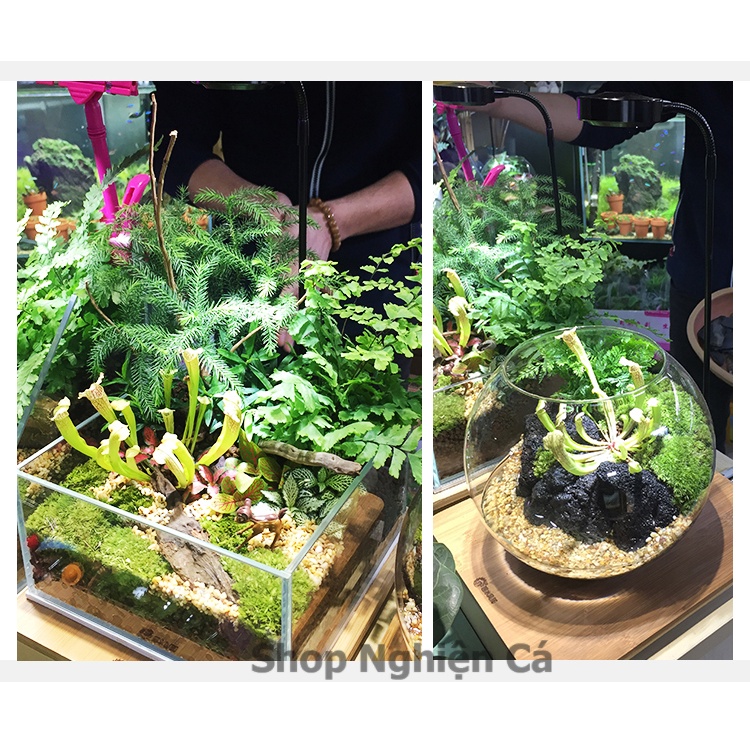 Đèn đế gỗ, đèn led rọi hồ cá, đèn đế gỗ cho bình terrarium