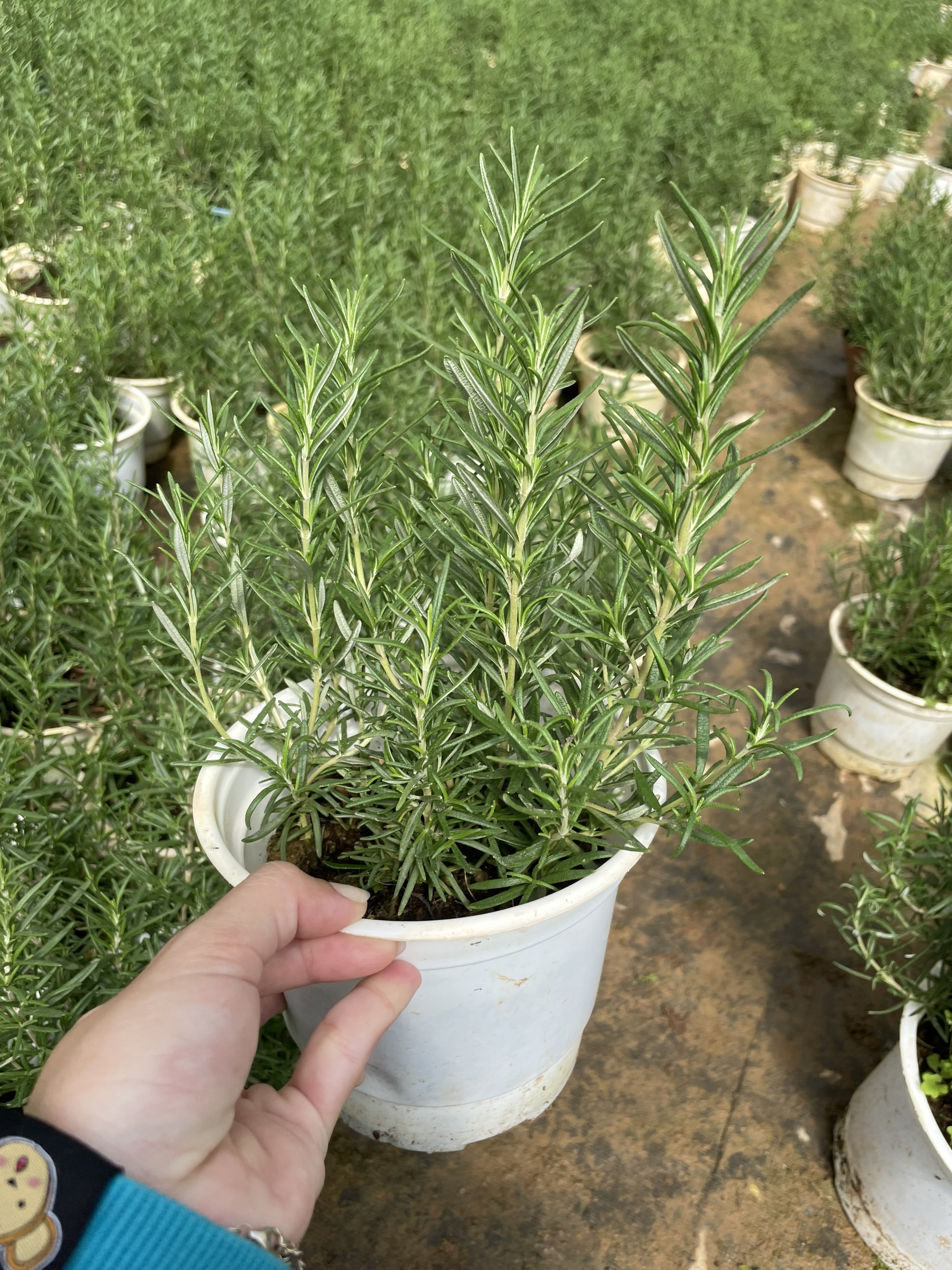 CÂY HƯƠNG THẢO, (cao 15-20cm), thuần khí hậu nóng Sài Gòn, Rosemary, cây hương liệu, thơm dịu nhẹ giúp thư giãn và đuổi muỗi, Cây Tươi Nguyên CTN0750