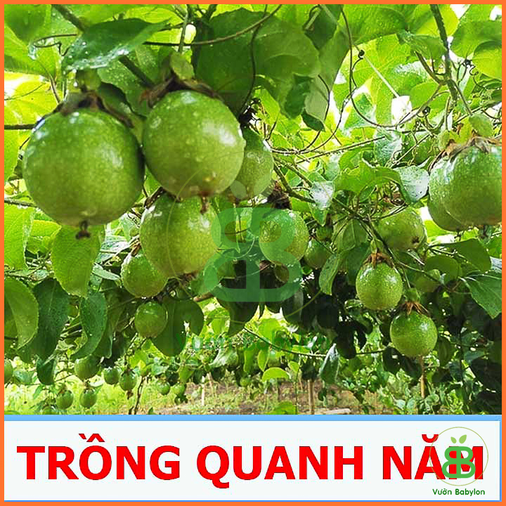 Hạt Giống Chanh Leo (Dây) 0,2G Dễ Trồng, Thơm Ngon