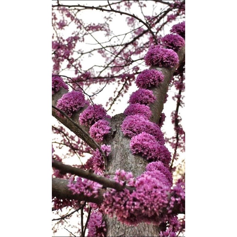 Cây hoa hạnh phúc........