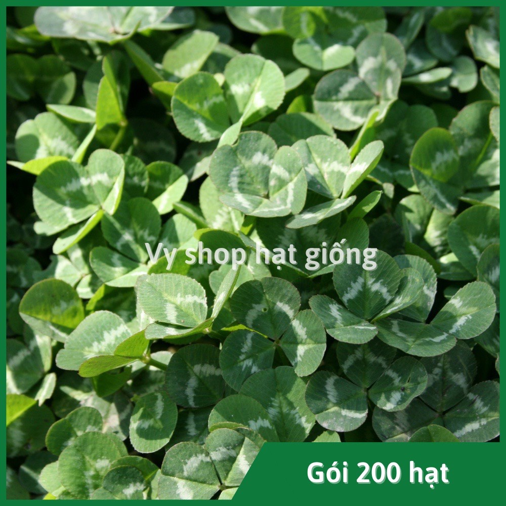 Hạt giống cỏ ba lá trắng (white clover) gói 200 hạt