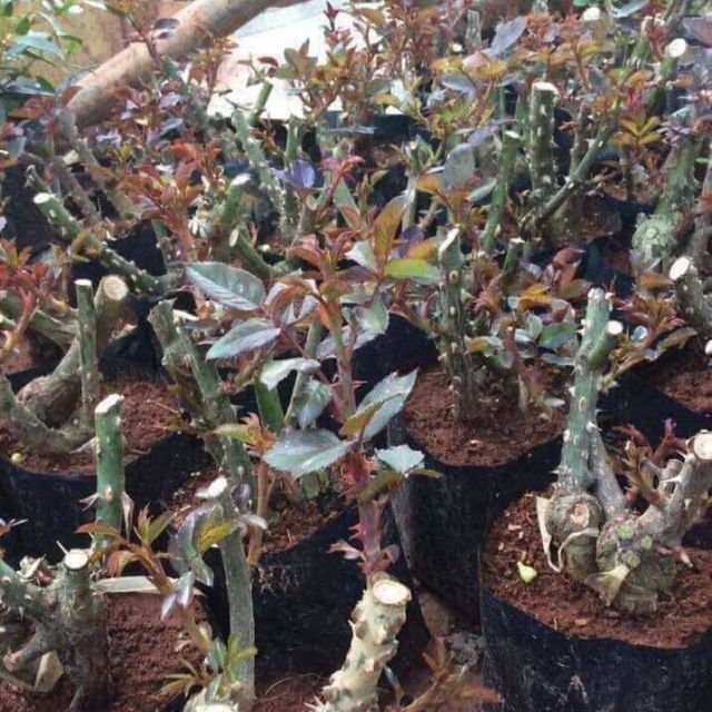 3 GỐC HỒNG ĐẠI, HỒNG NGOAI RẼ TRẦN ,ĐÃ KÍCH RỄ, HOA SIÊU ĐẸP ĐỦ MÀU, ĐẢM BẢO Y HÌNH, TỶ LỆ SỐNG RẤT CAO uy tín chất lượng