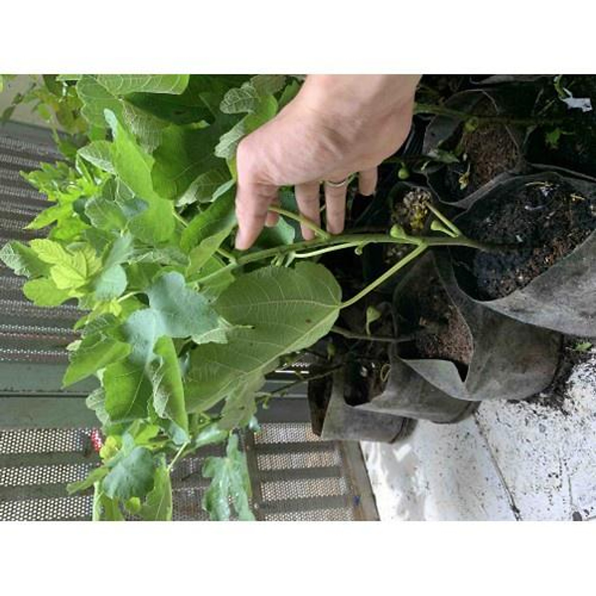 Cây Sung Mỹ siêu trái + (500g) phân thỏ hữu cơ