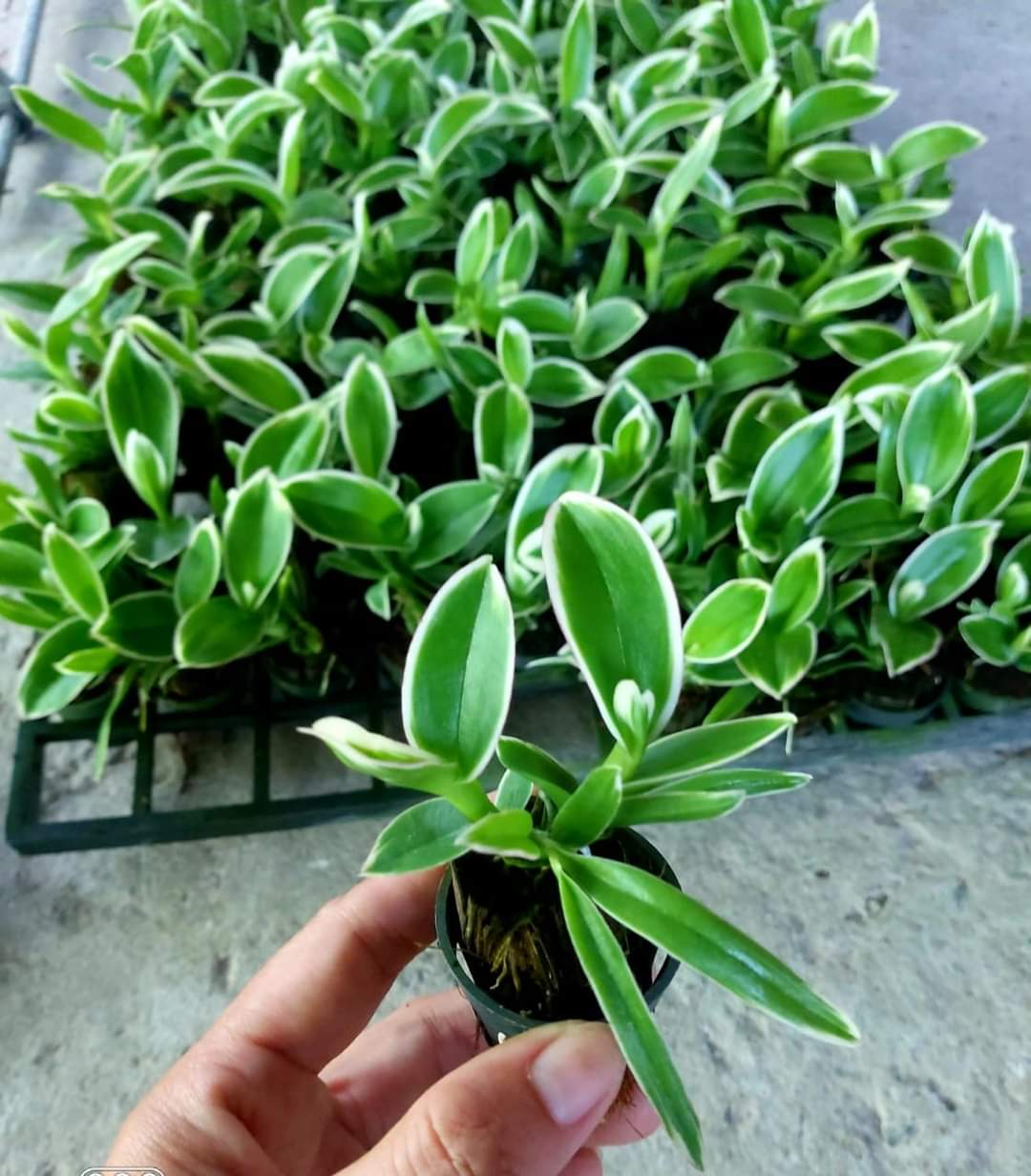 HOA LAN DENRO CHỚP LÁ BIÊN CÂY GIỐNG