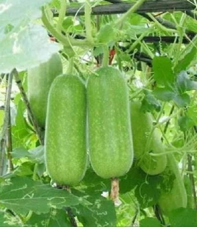 Hạt Giống Bí Đao Chanh Lai F1 - (10 hạt)