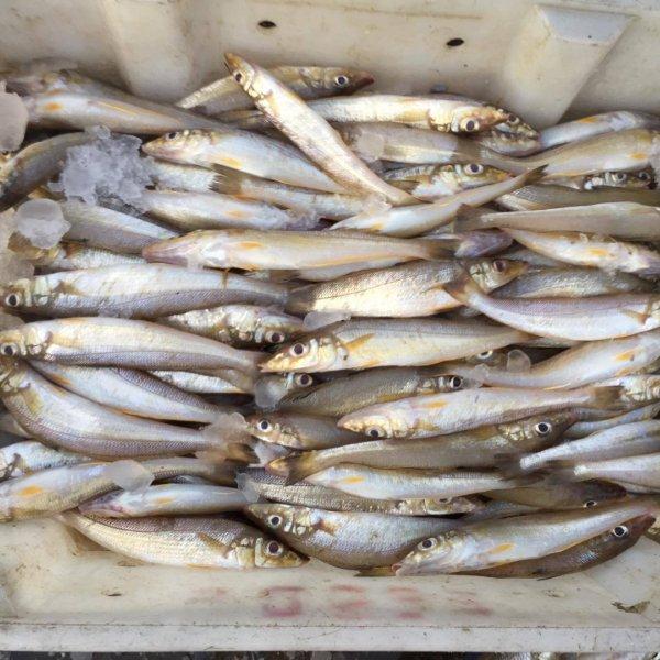 200g khô cá bống biển Phú Quốc