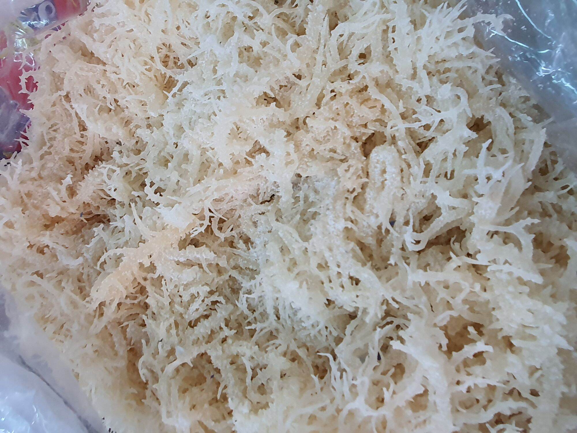 Rong Sụn Gai Muối Khô