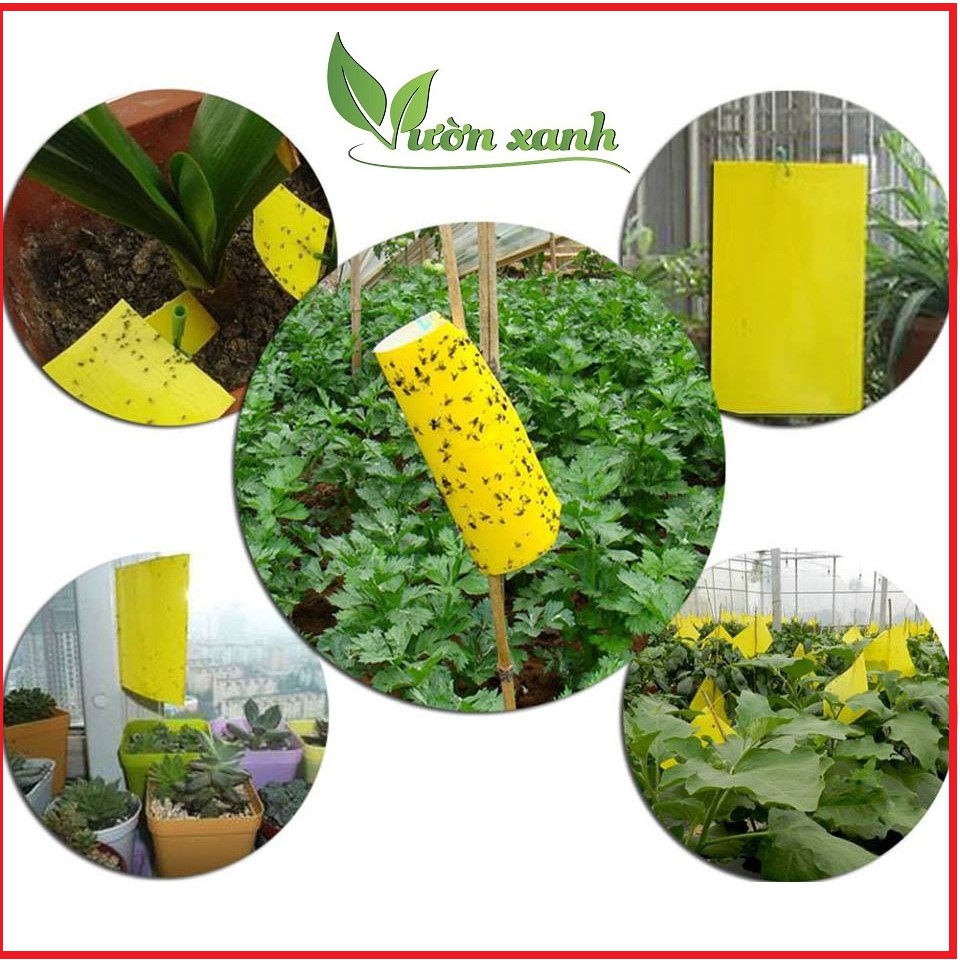 Set 10 Miếng dính ruồi vàng hại, côn trùng chích hút hại cây KT 15x25 cm an toàn giúp quản lý dịch hại hiệu quả