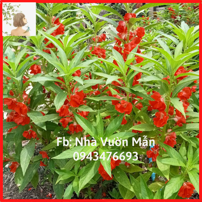 50 Hạt Giống Hoa Móng Tay (Mix Màu)
