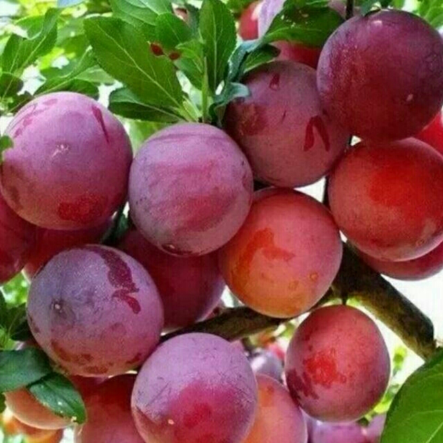 combo 2 cây mận tam hoa