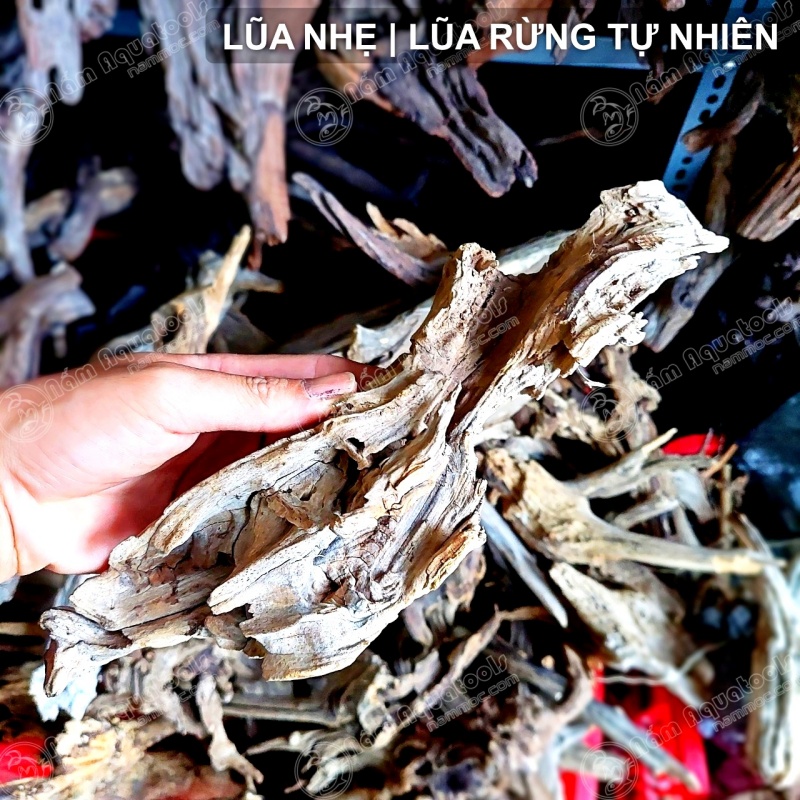 Lũa Nhẹ - Dòng Lũa Rừng Tự Nhiên | Lũa Chuyên Setup Bể Cá Thuỷ Sinh - Bán Cạn - Tiểu Cảnh - Tetrarium [1kg]