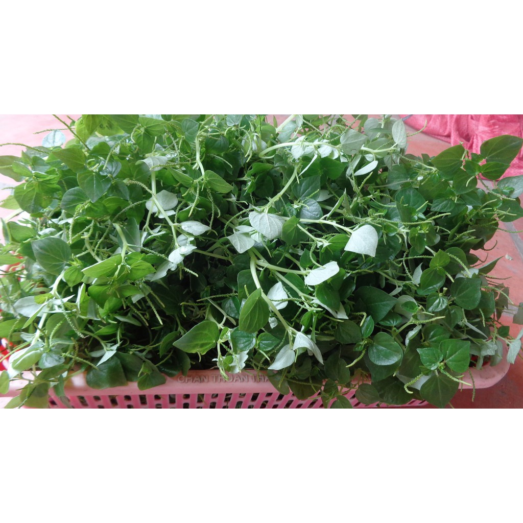 Hạt giống rau càng cua xanh giòn