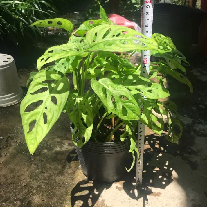 Cây trầu bà lỗ - Cây cảnh mini
