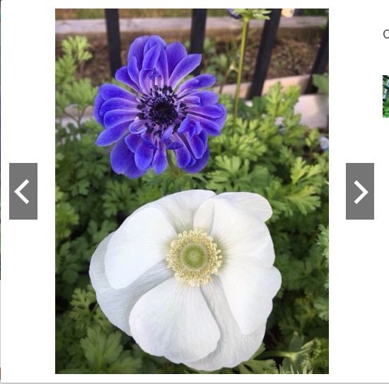 Củ Hoa Anemone hoa màu trắng-Thu mẫu đơn -1 củ