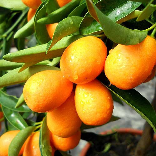 Cây giống quất ngọt
