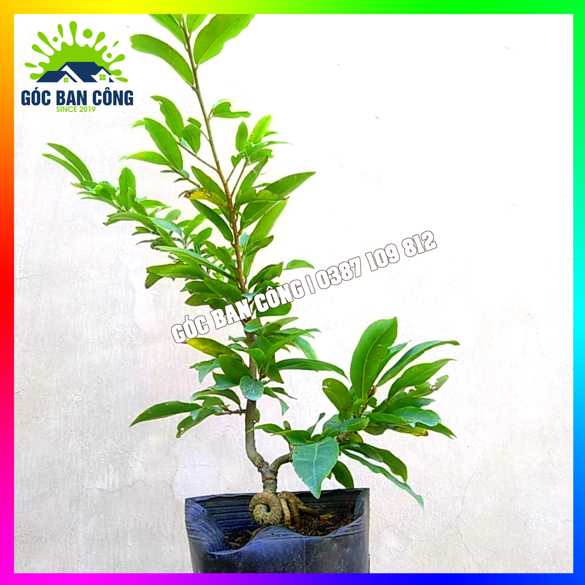 Mai Vàng Bonsai Mini