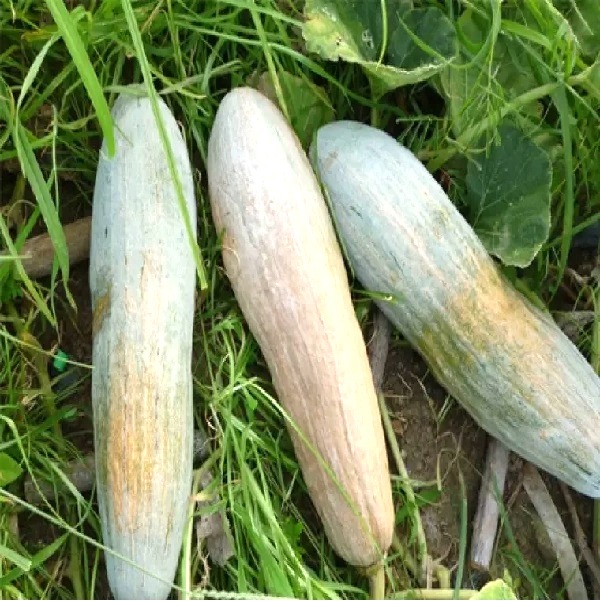 Hạt giống bí sáp lai F1, Hạt giống Bí đỏ trái dài, Bí rợ, Bí sáp , trái dài, nặng 2-3kg, rất dẻo, ngon