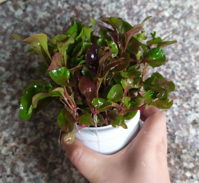 Cây thủy sinh HỒNG BA TIÊU.