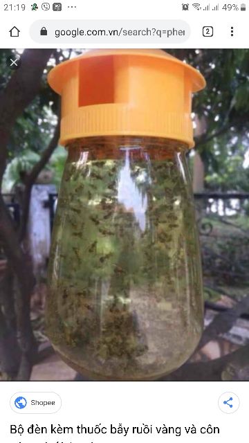 [HCM]Bộ bẫy ruồi vàng loại 1 có kèm 1 ống th-uốc dẫn dụ hàng có sẵn giao ngay