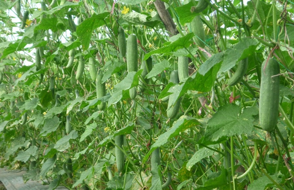Dưa chuột chịu nhiệt (dưa chuột Thái) F1 – 10Hạt/gói